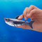 Robo Alive - Water Activated Shark - Grey / Toys