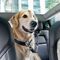 Spigen PS100 Universal Pet Seat Belt - Black