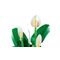 LEGO BOTANICALS 11504 Peace Lily |  Techbox