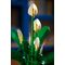 LEGO BOTANICALS 11504 Peace Lily |  Techbox