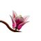 LEGO BOTANICALS 11510 Magnolia Branches - Lego - Collectibles - Techbox