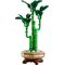 LEGO ICONS 10344 The Botanical Collection - Lucky Bamboo - Lego - Collectibles - Techbox