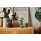 LEGO ICONS 10344 The Botanical Collection - Lucky Bamboo - Lego - Collectibles - Techbox