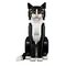 LEGO IDEAS 21349 Tuxedo Cat - Lego - Collectibles - Techbox