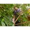 Black & Decker BEHTS451-QS power hedge trimmer - Electric Tools - Tools - Techbox