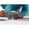 Schleich - Triceratops (15050) / Toys