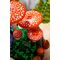 LEGO BOTANICALS 11505 Woodland Mushrooms