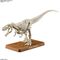 DINOSAUR - New Dinosaur Plastic Tyrannosaurus (Tentative) - Model Kit