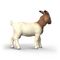 Schleich - Boer Goat (14929) / Toys