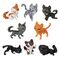 Warrior Cats Mini Figures Blind Box Mystery Figures Series 1 6 cm Display (12)