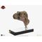 The Lost World: Jurassic Park Replica Bust 1/1 Junior T-Rex Prop (Reproduction) 39 cm