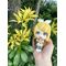 Character Vocal Series: Kagamine Rin/Len Look Up PVC Statue Kagamine Rin 11 cm