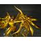 SAINT SEIYA - Sagitarius Seiya - Statue FiguartsZERO 25cm