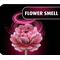 WOODEN FLOWER - Flower Garden - 181pc