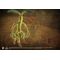 FANTASTIC BEASTS - Bowtruckle Collector Plush - 35cm