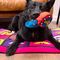 WONDER WOMAN - Toy - Teething Ring for Dog