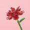 FOREVER FLOWERS - Bricks Flowers - Display 12pcs