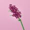 FOREVER FLOWERS - Bricks Flowers - Display 12pcs