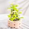 FOREVER FLOWERS - Bricks Succulent - Display 12pcs