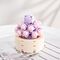 FOREVER FLOWERS - Bricks Succulent - Display 12pcs