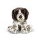 Animigos - World of Nature Pointer Puppy (38603) / Toys