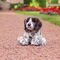 Animigos - World of Nature Pointer Puppy (38603) / Toys