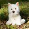 Animigos - World Of Nature Westie Dog (38475) / Toys