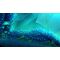 Bahamut and the Waqwaq Tree (Import) / PlayStation 5