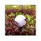 Greenblue 46572 Outdoor pedestal/post lighting Black,White LED