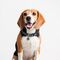 DARTH VADER - Dog Collar - M