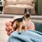 Schleich - German Shepherd Female (14924) /