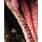 Jurassic Park III Life Size Bust Male Alpha Velociraptor "Blood Knight" 83 cm