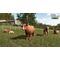 Farming Simulator 25: Highlands Fishing Edition / PC