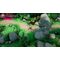 Asterix & Obelix XXXL: The Ram From Hibernia (Limited Edition) / PlayStation 4 - PS4 Games - Games - Techbox