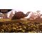 Wild Hearts / Xbox Series X | Techbox