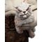The Hobbit Trilogy - Azog the Defiler Limited Edition Figure Mini Epics / Fan Shop and Merchandise - Figurines - Collectibles - Techbox
