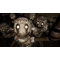 Five Nights at Freddy's: Security Breach / Nintendo Switch - Nintendo Switch Games - Games - Techbox