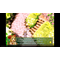 Rhapsody: Marl Kingdom Chronicles (Deluxe Edition) / PlayStation 5 - PS5 Games - Games - Techbox
