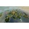 Spellforce 3 Conquest of EO / Xbox Series X - Series X Games - Games - Techbox