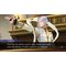 Apollo Justice: Ace Attorney Trilogy (Import) / Nintendo Switch | Techbox